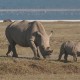 White Rhinos Near Lake Naivasha, Kenya