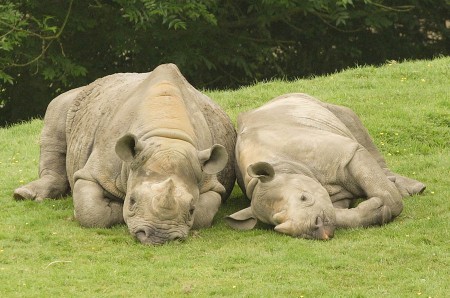 Two Black Rhinos