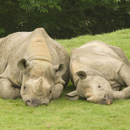 Two Black Rhinos