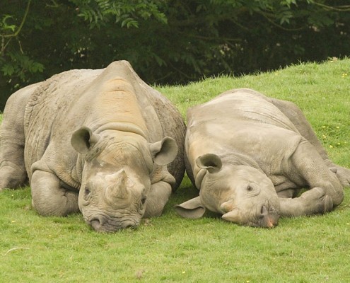 Two Black Rhinos