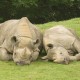 Two Black Rhinos