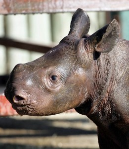 Very young Rhino baby