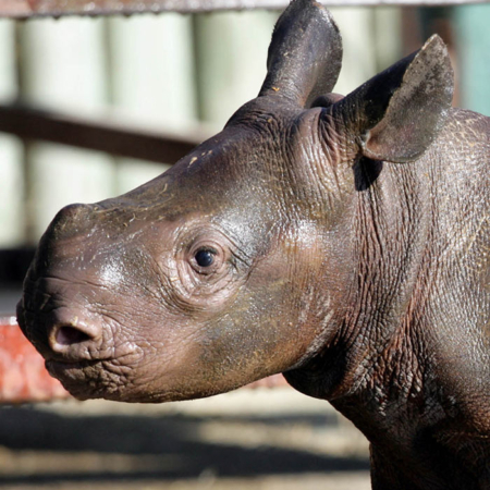 Very young Rhino baby