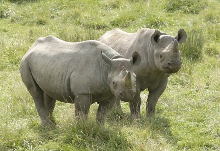Two Black Rhinos