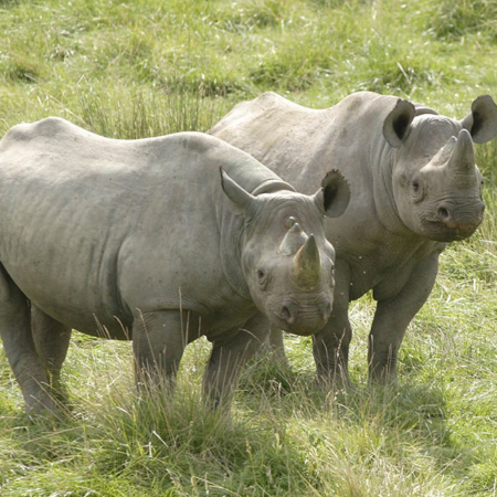 Two Black Rhinos