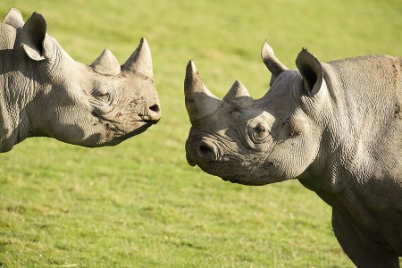 Black Rhinos