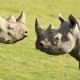 Black Rhinos