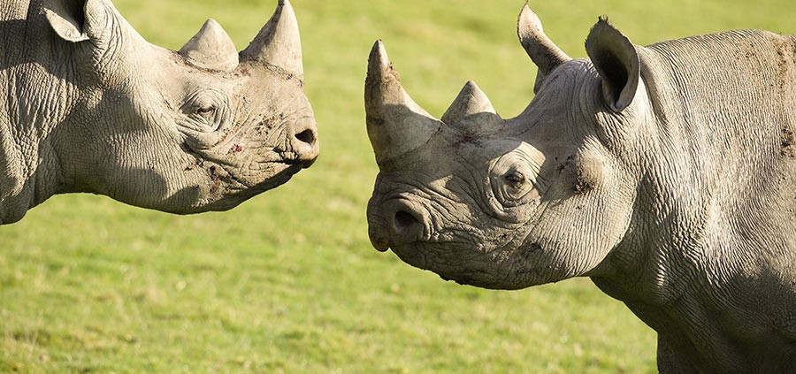 Black Rhinos