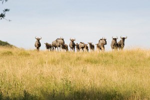 Wildebeest herd