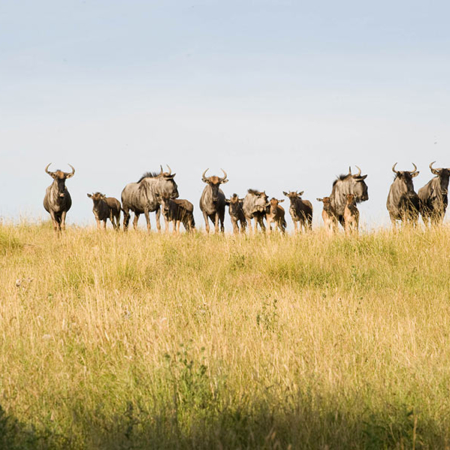 Wildebeest herd