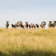 Wildebeest herd