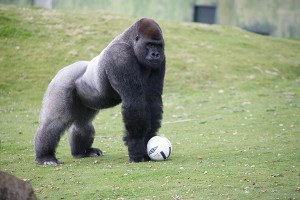 Silverback Gorilla