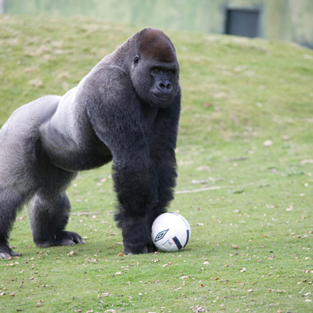 Silverback Gorilla