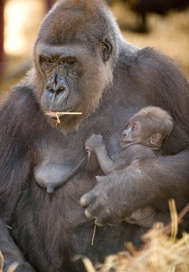 Gorilla Mother and Baby