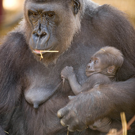 Gorilla Mother and Baby