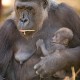 Gorilla Mother and Baby