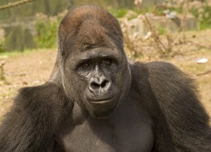 Silverback Gorilla