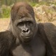 Silverback Gorilla
