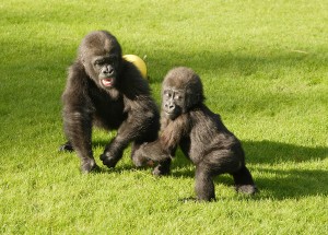 Young Gorillas Playing