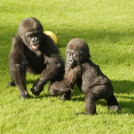 Young Gorillas Playing