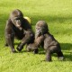 Young Gorillas Playing