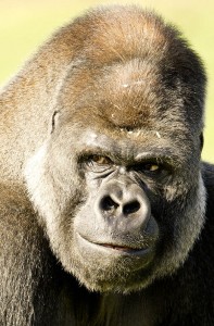 Silverback Gorilla