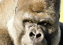 Silverback Gorilla