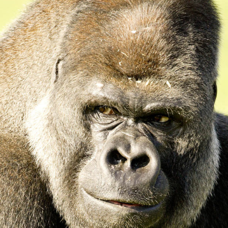 Silverback Gorilla