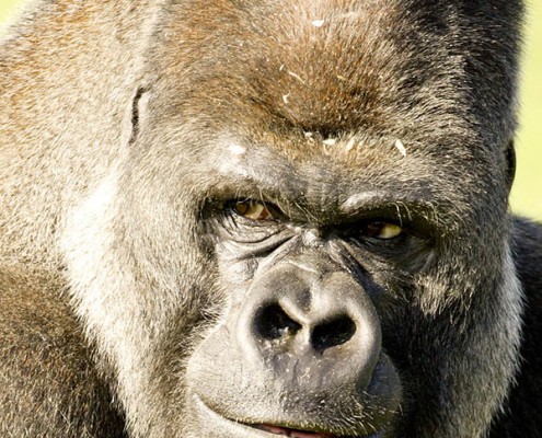 Silverback Gorilla
