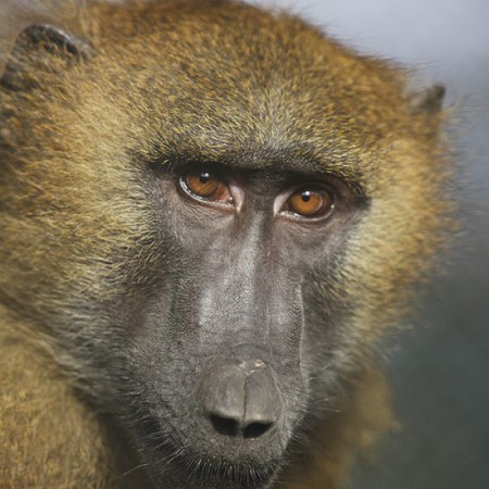 Primates
