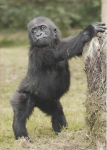 Young Gorilla playing