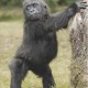 Young Gorilla playing