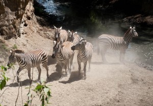 Zebras