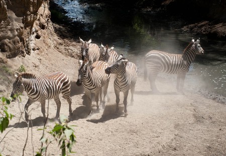 Zebras