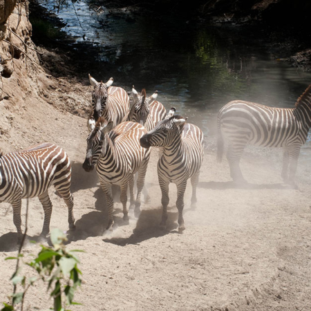 Zebras