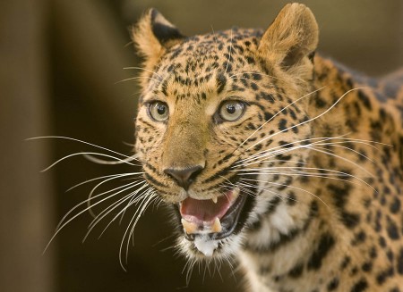 Cheinese Leopard