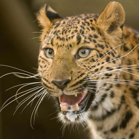 Cheinese Leopard