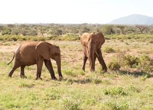 African Elephants at Samburu Kenya