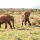 African Elephants at Samburu Kenya