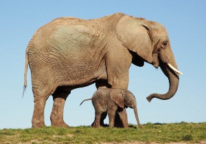 African Elephant mother & baby