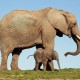 African Elephant mother & baby