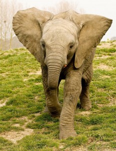 Young African Elephant