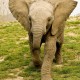 Young African Elephant