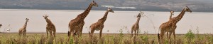 wildlife shots