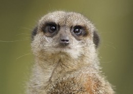 Meerkats