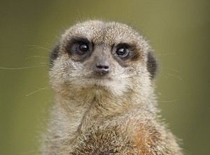 Meerkats
