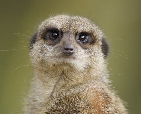 Meerkats