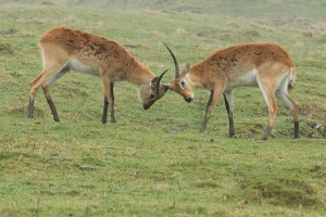 Lechwe