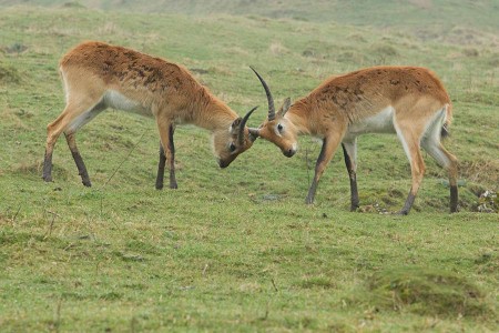 Lechwe