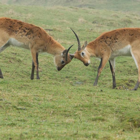 Lechwe